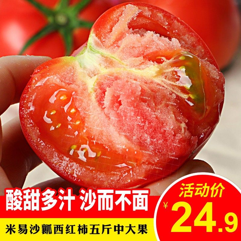 现摘现发攀枝花米易沙瓤西红柿新鲜自然熟生吃粉番茄孕妇水果整箱