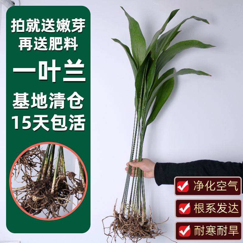四季常青 一叶兰盆栽水培室内好养客厅耐寒耐旱绿色阔叶耐阴植物