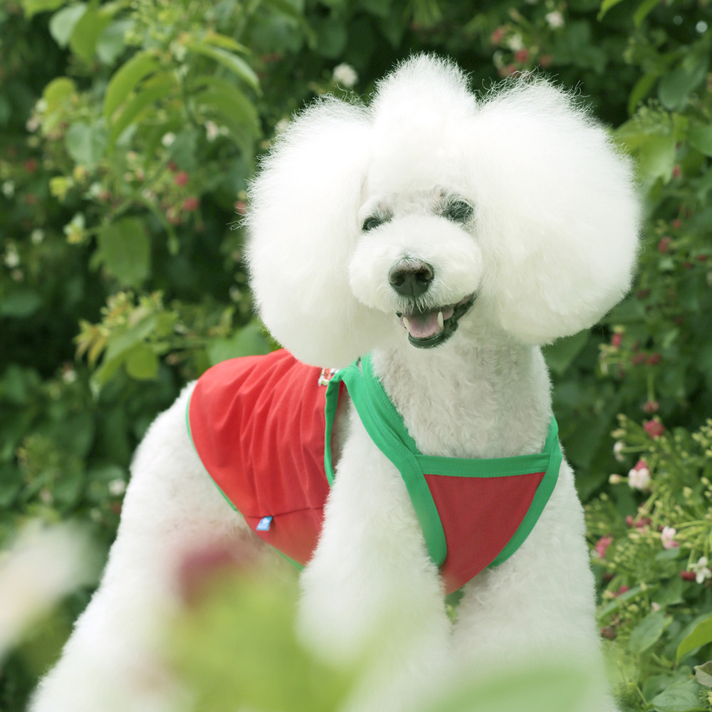 宝眷夏季宠物泰迪服饰夏装薄款猫咪西瓜太郎红色背心吊带衫肚兜