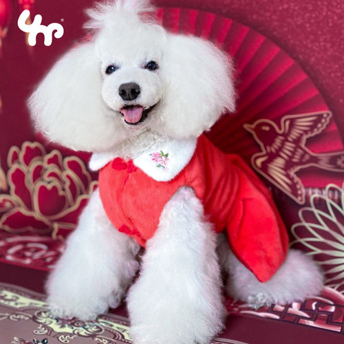 宝眷喜庆博美雪纳瑞礼服小型犬