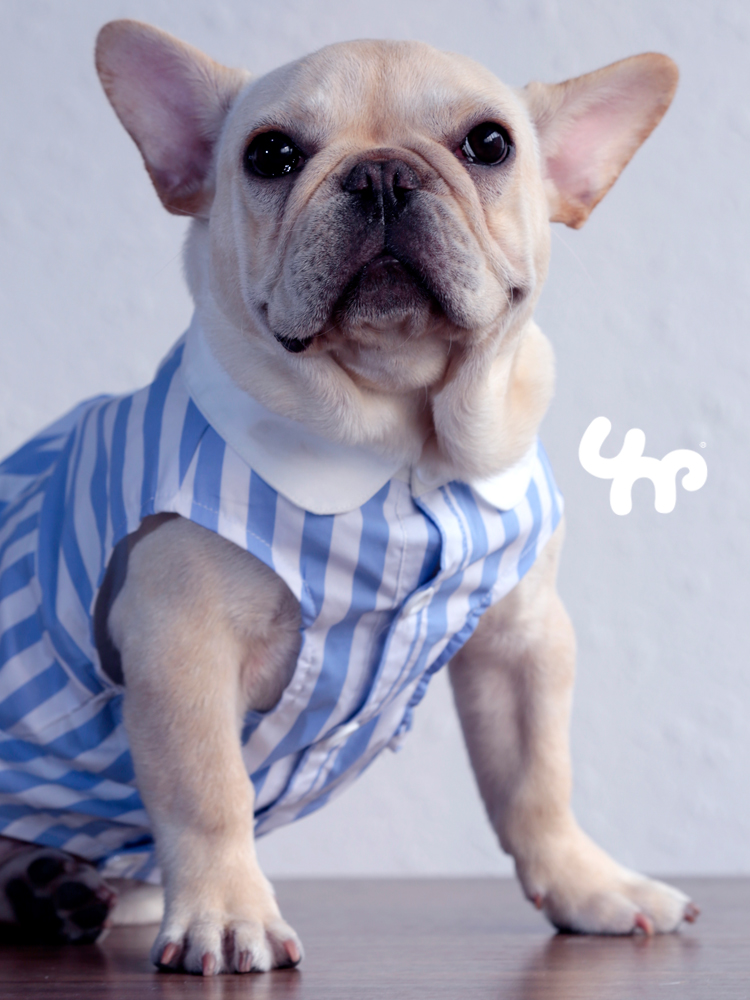 猫狗薄款蓝色条纹背心