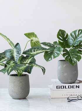 北欧ins现代家居室内植物盆景带盆绿植盆栽简约装饰摆件盆栽定制