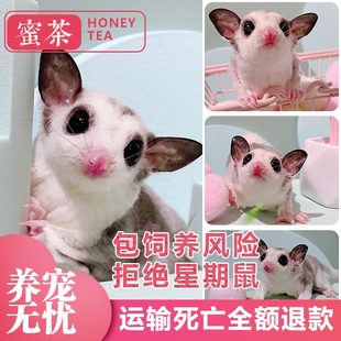 澳洲蜜袋鼯活体蜜袋鼬活物白脸蜜袋鼠幼崽飞鼠活体马赛克活体宝宝