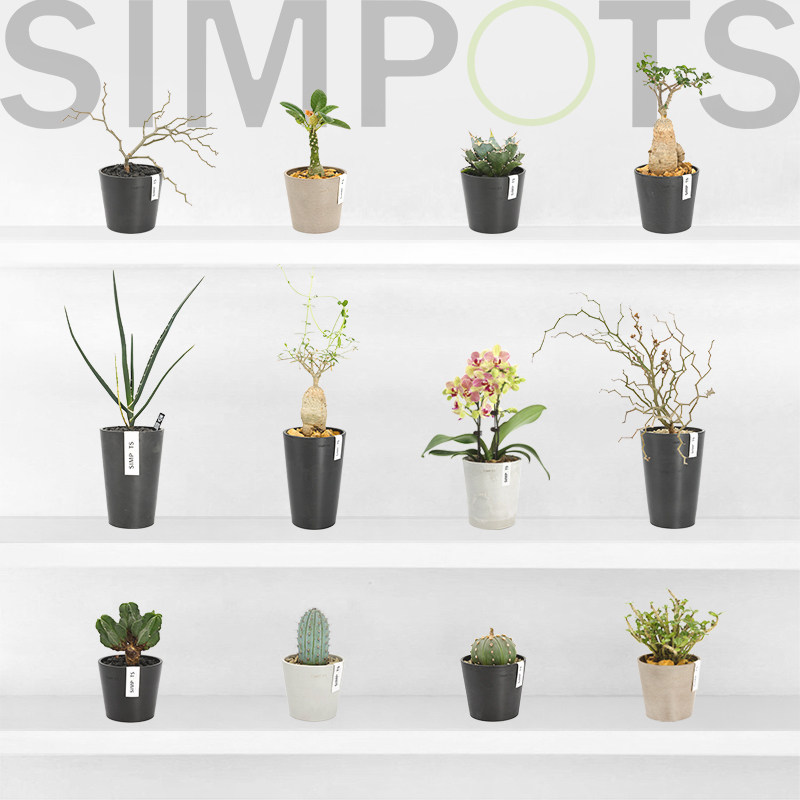 树脂简约不返碱抗晒花盆