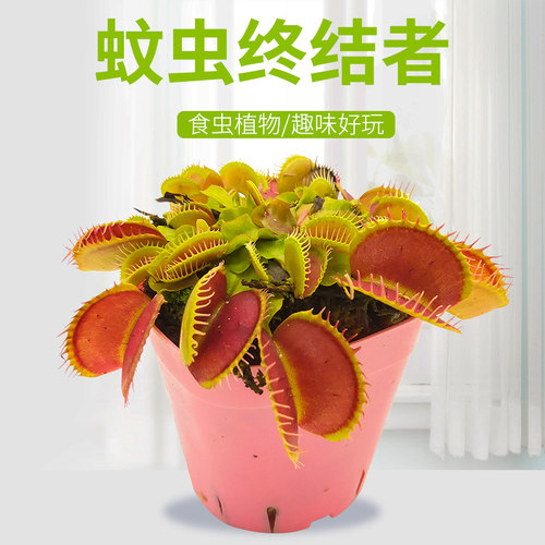 花市捕蝇草价格 花市捕蝇草图片 星期三