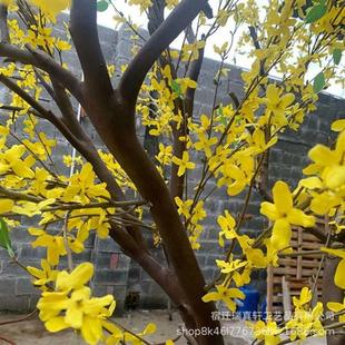 厂家供应仿真迎春花树人造假树仿真花树店铺客厅装饰假迎春花树