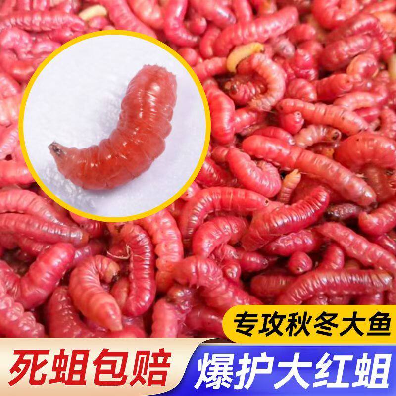 【大号红蛆】鲜活饵蛆虫野钓马口溪流公鱼石斑鱼鲫鱼石斑白条饵料
