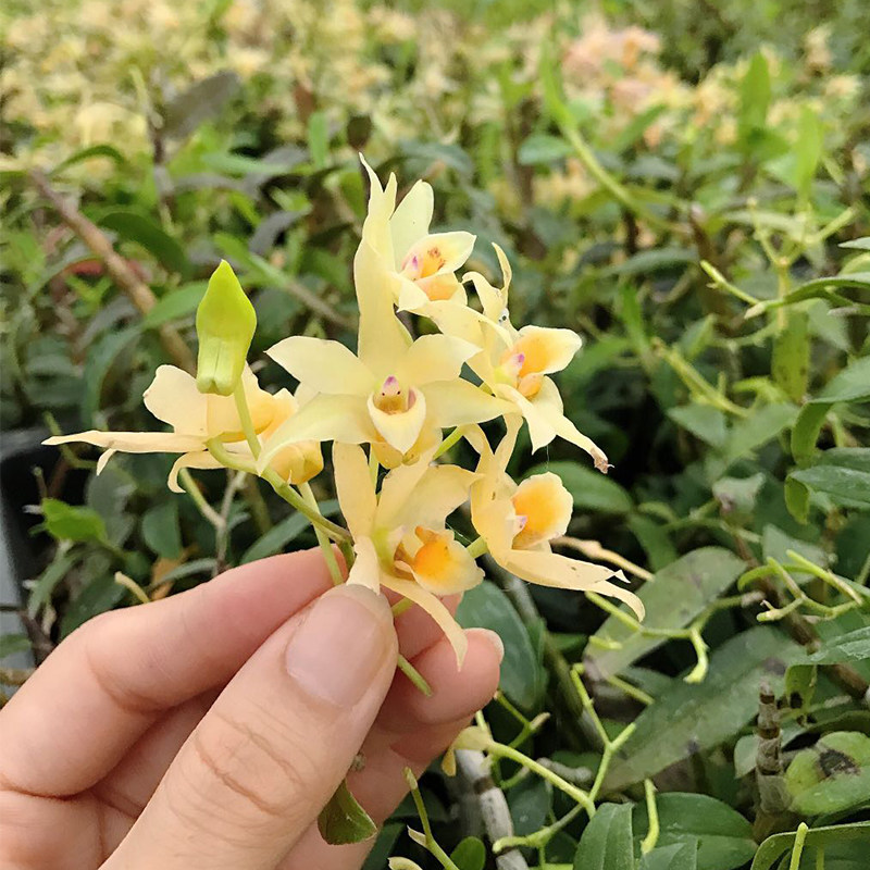 斛恩堂特级铁皮石斛鲜花5~7月郑州线下采摘不限量采多少带走多少