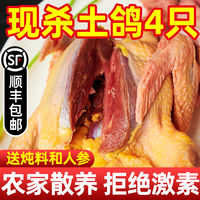 鸽子新鲜现杀乳鸽生鲜鸽子肉新鲜老鸽子土鸽子农家散养乳鸽半成品