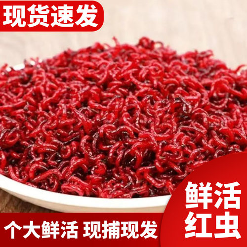 鲜活红虫特大号拉饵鲫鱼野钓