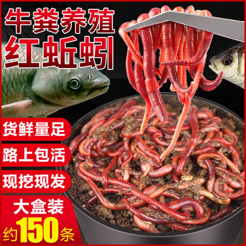 蚯蚓活饵红虫垂钓鲫鱼打窝料