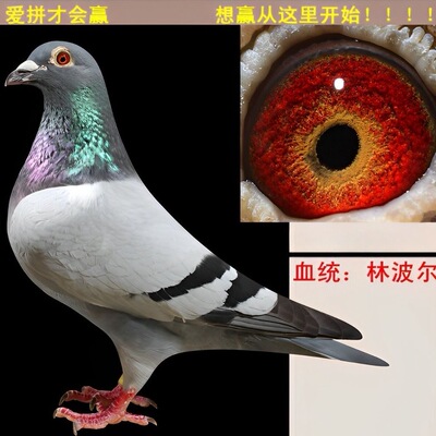 精品克拉克血统信鸽种鸽包邮到家