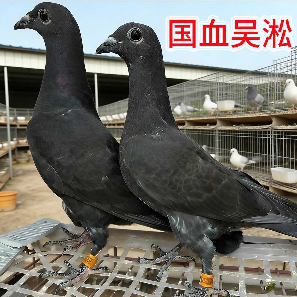 老国血吴淞信鸽 超远程赛鸽 活体幼鸽 纯黑 种鸽 信鸽活体 包活