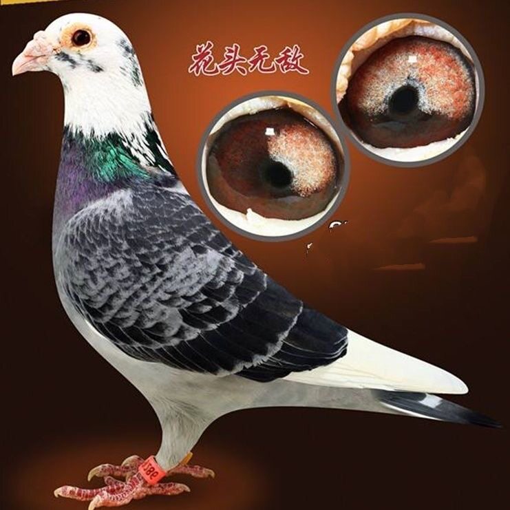精品花头信鸽赛鸽血统种鸽活体幼鸽包活包邮