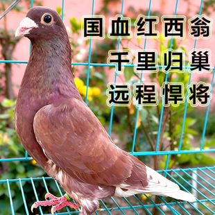 国血红西翁信鸽 千里归巢 血统纯正 优良赛鸽 活体信鸽种鸽幼鸽