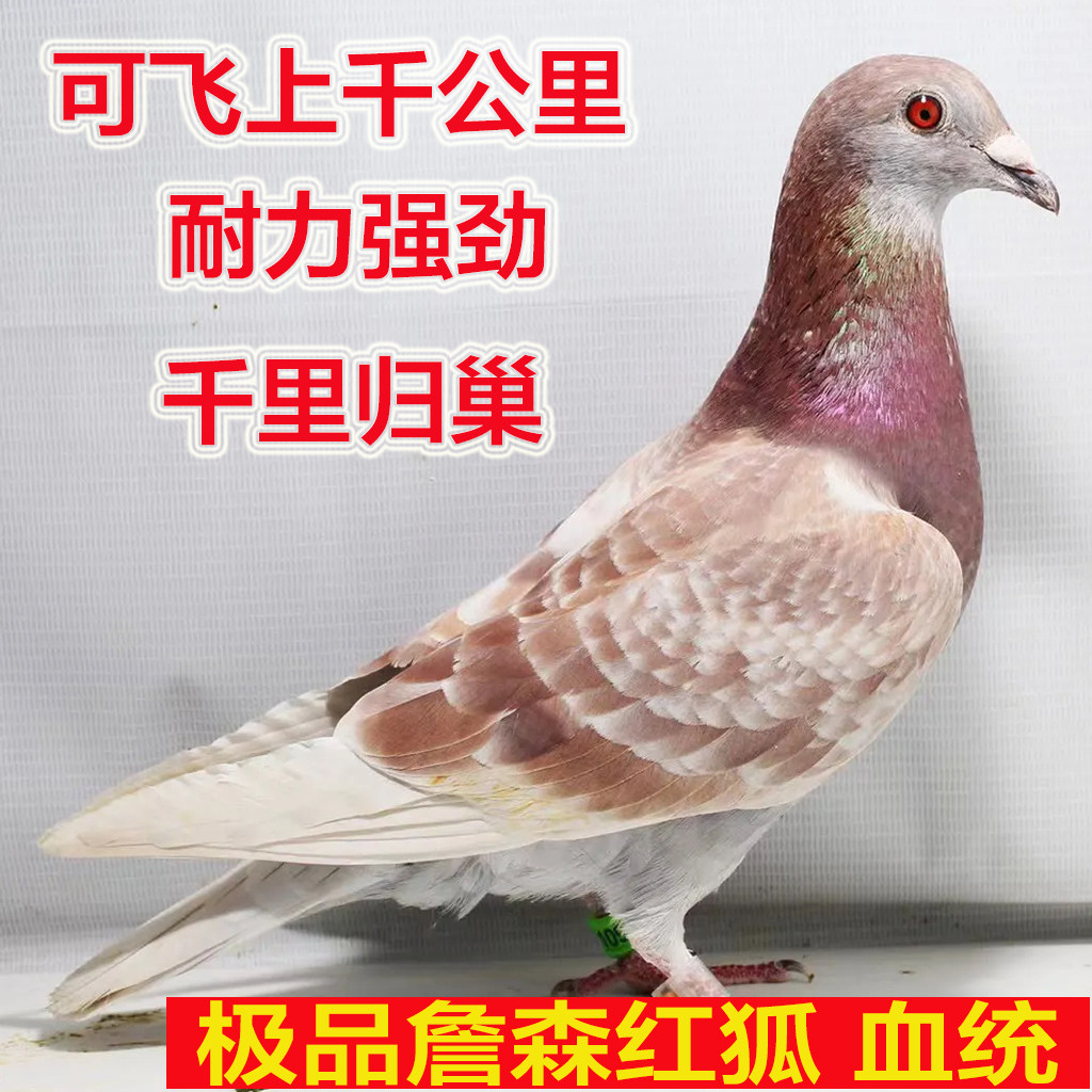 红狐信鸽詹森血统纯正 优良赛鸽 家飞鸽子 活体信鸽种鸽幼鸽