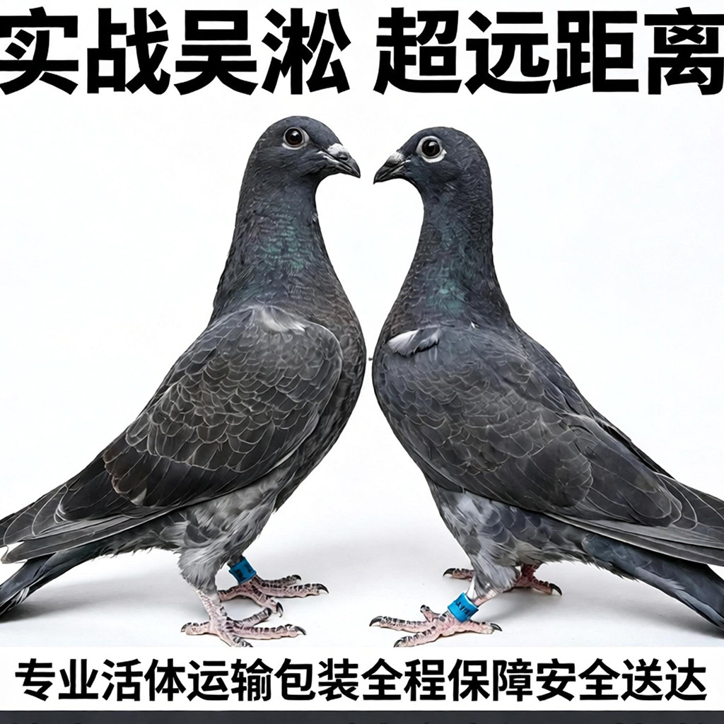 实战吴淞老国血信鸽 超远程赛鸽 活体一对幼鸽种鸽  信鸽健康包活