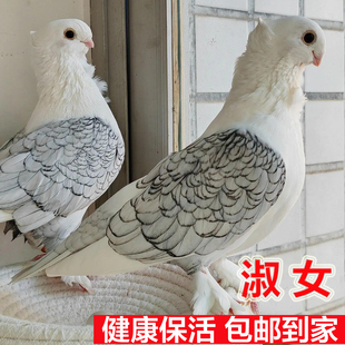 淑女点子鸽两头乌纯白雪公主桑杰士詹森红雨点名家血统信鸽观赏鸽