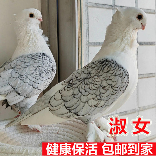 淑女点子鸽两头乌纯白雪公主桑杰士詹森红雨点名家血统信鸽观赏鸽