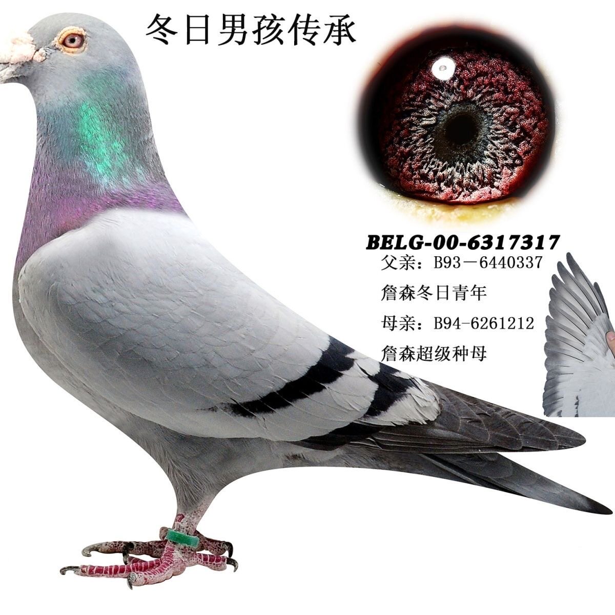 詹森冬日男孩血统种鸽一对包邮精鸟