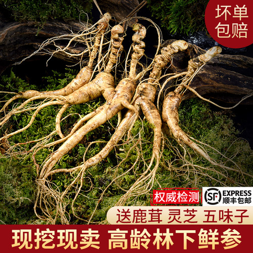 长白山新鲜林下参野山参泡酒专用