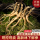 鲜人参长白山林下参新鲜野山参高年东北野人参泡酒20年整枝老山参