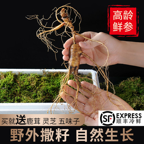 新鲜野山参人参长白山30年煲汤