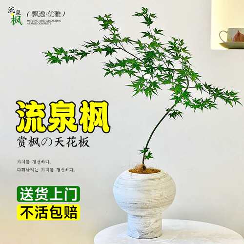 流泉枫盆栽绿植书房客厅室内植物七本枫树网红日系禅意办公室枫叶