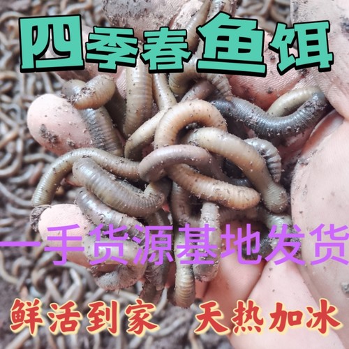 户外野钓青蚯蚓活体黑蚯蚓肥腥臭蚯蚓抓鱼黄鳝垂钓鱼饵地龙松泥土