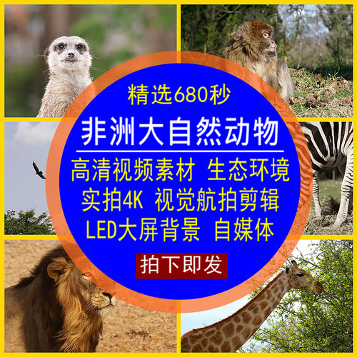 非洲大自然动物视频素材生态环境实拍4K视觉航拍LED大屏动态背景
