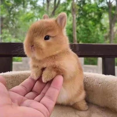 小兔子活物迷你侏儒凤眼海棠小型茶杯兔长不大儿童宠物垂耳兔活体