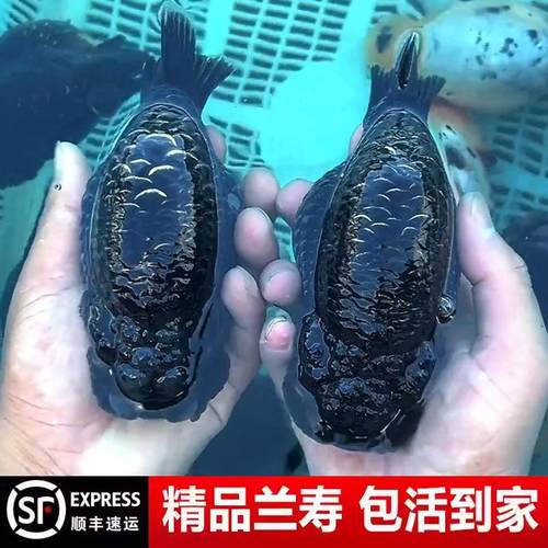 兰寿金鱼奶牛熊猫波妞玉兔精品幼苗冷水蓝寿麒麟潘氏苗小尾招财AA