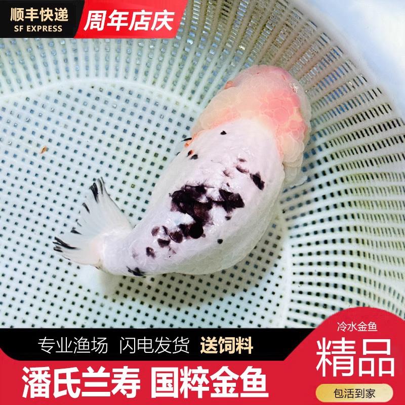 兰寿金鱼熊猫波妞鱼苗观赏鱼短尾兰寿鱼精品小苗奶牛潘氏玉兔麒麟