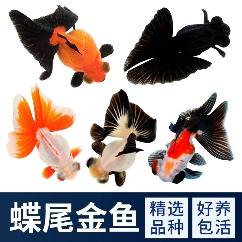 精品熊猫蝶尾金鱼活鱼观赏鱼红白包金蝶尾大眼冷水鱼好养耐活鱼苗