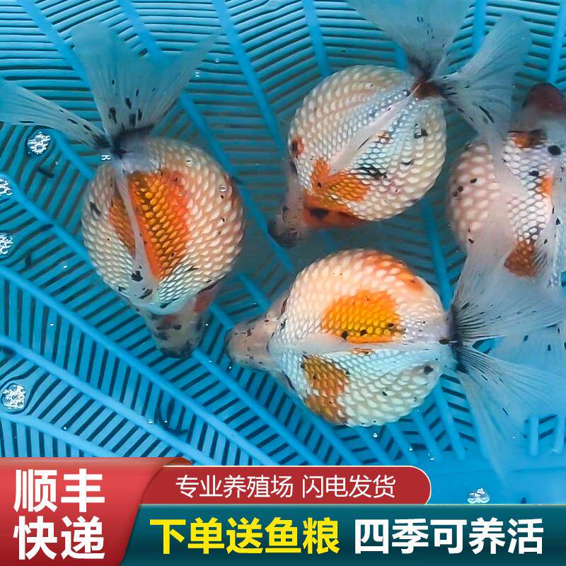 珍珠金鱼活鱼金鱼鼠头皇冠精品鱼苗国粹五花红白小型观赏鱼淡水DD