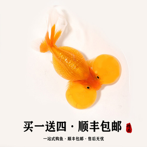 精品红白黑花水泡金鱼活体观赏鱼泡眼小金鱼苗水族招财鱼淡冷水鱼