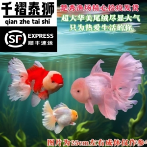 顺丰精品金鱼包邮包活冷水红黑花泰狮宠物金鱼国粹百褶裙好养耐活