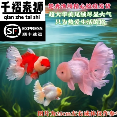 顺丰精品金鱼包邮包活冷水红黑花泰狮宠物金鱼国粹百褶裙好养耐活