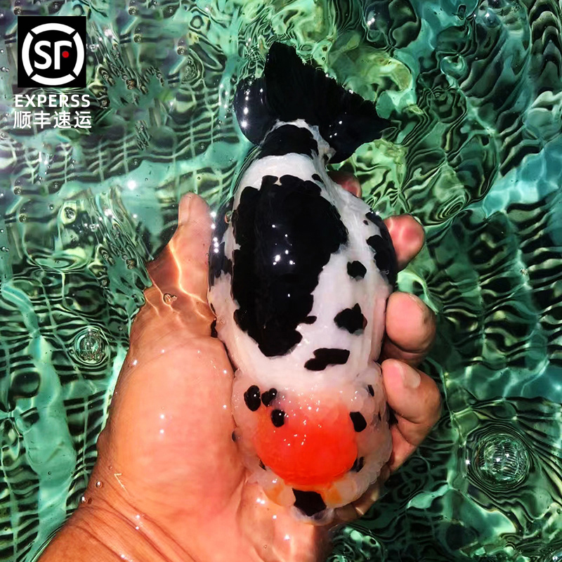 兰寿鱼纯种奶牛兰寿鱼苗观赏鱼淡水好养活冷水金鱼活鱼观赏鱼泰狮