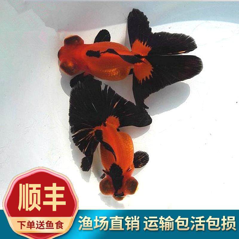 熊猫蝶尾金鱼活体变色包金红色五花麒麟红白冷水鱼苗小鱼耐活好养
