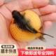 珍珠金鱼活鱼金鱼鼠头皇冠精品鱼苗国粹五花红白观赏鱼冷水鱼淡水