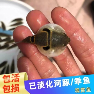 弓斑河豚淡水观赏鱼潜水艇鱼斑马狗头巧克力娃娃鱼宠物活体鱼苗