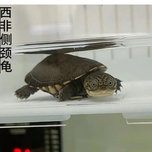 沼泽侧颈龟西非侧颈龟沼泽苗圆澳侧颈龟亚巨安布大鱼缸造景深水龟