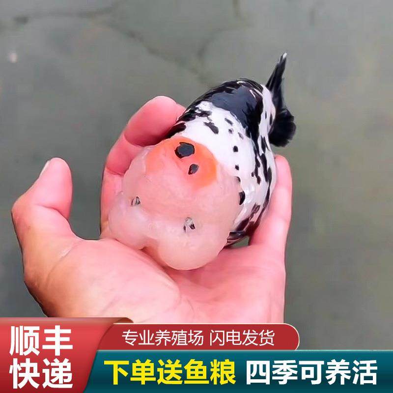 兰寿金鱼熊猫短尾波妞精品小苗奶牛潘氏鱼苗玉兔麒麟专业饲料AA