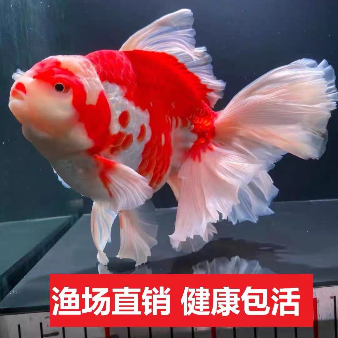 包活好养淡水冷水观赏鱼百褶泰狮金鱼精品活鱼进口f1泰师百褶裙