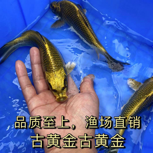 古黄金锦鲤淡水冷水转运招财镇宅