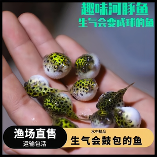 包邮 河豚观赏鱼潜水艇活体淡水鱼热带鱼狗头鱼娃娃宠物鱼生气 鱼