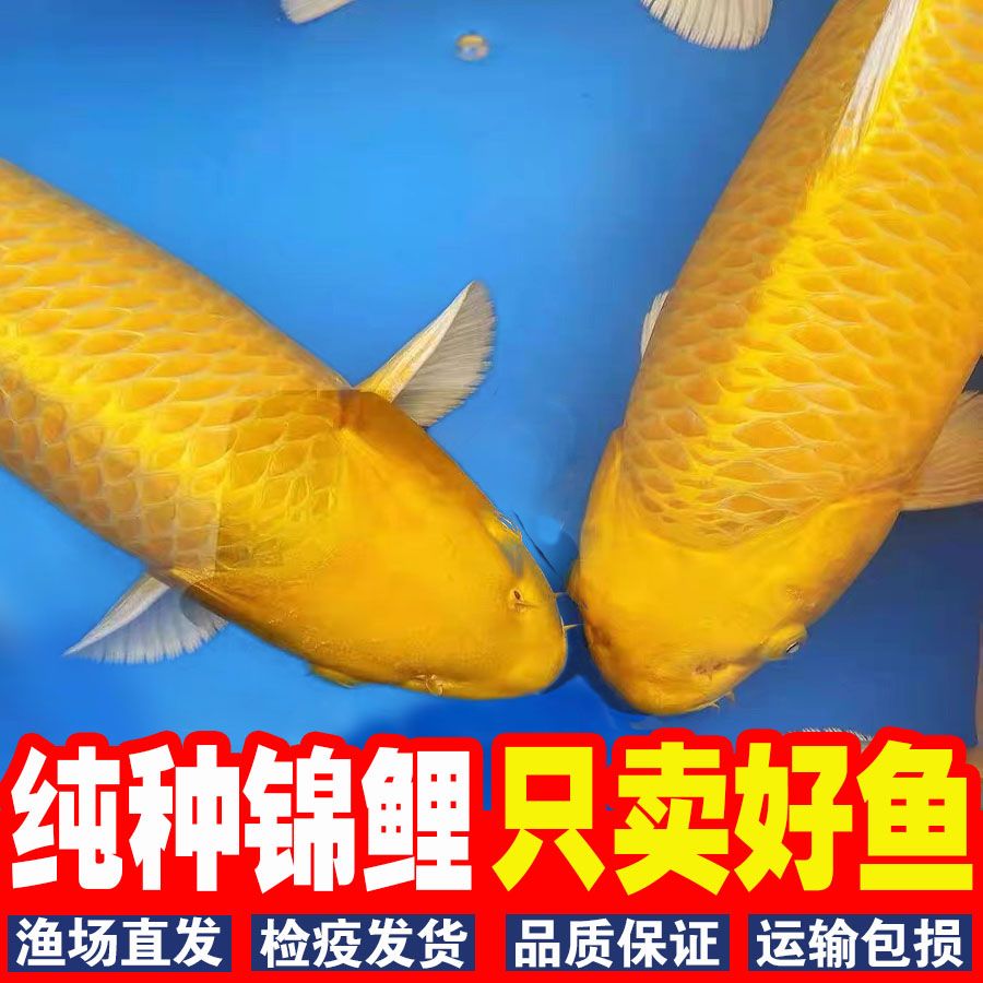 纯种锦鲤龙凤黄金白黑冷