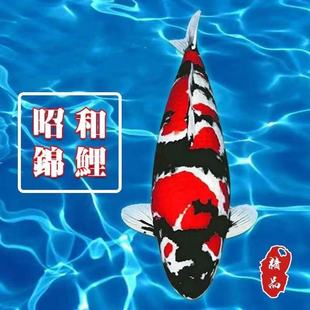 纯种日本进口丹顶昭和锦鲤鱼红白大正三色鱼活体冷淡水大小型观赏