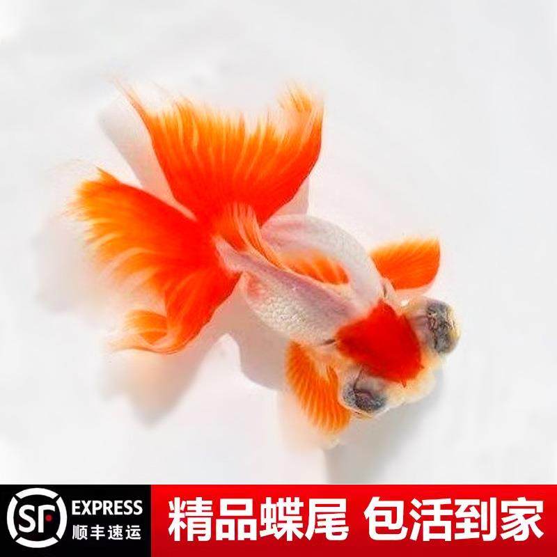 蝶尾精品金鱼龙睛包金蝶尾鱼熊猫金鱼苗鱼苗宠物鱼热带冷水鱼奶牛